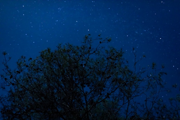 Albero alto di angolo basso con il fondo di notte stellata