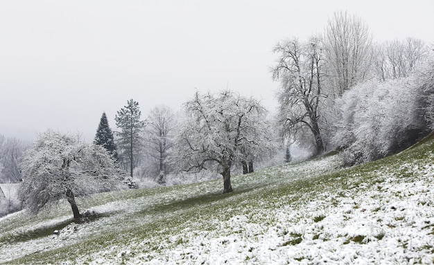 Albero bianco e marrone durante il giorno