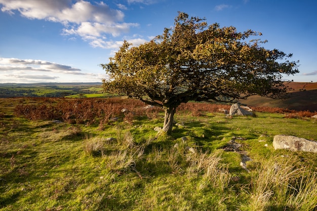 Albero circondato dal verde sotto la luce del sole nel Parco Nazionale di Dartmoor, Devon, Regno Unito