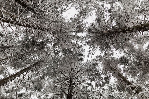 Albero con cime innevate