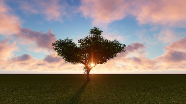 Albero con il sole alle spalle in un campo verde