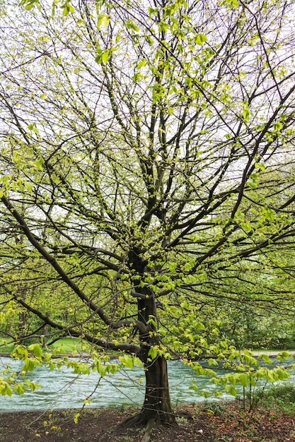 Albero con molti rami dal fiume