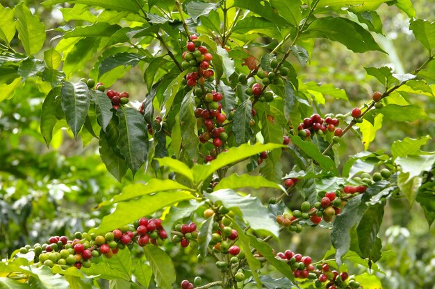 Albero con piccole bacche verdi e rosse su di esso