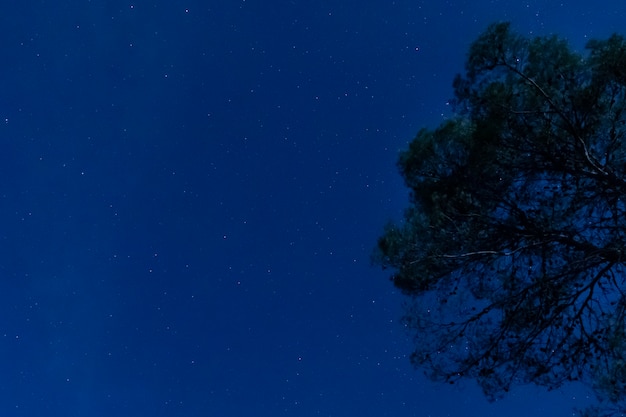 Albero con sfondo di notte stellata