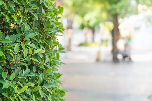 Albero con sfondo sfocato