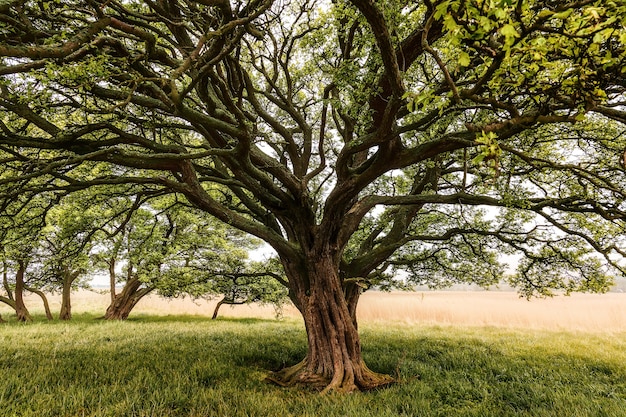 Albero con un enorme tronco d'albero in un campo