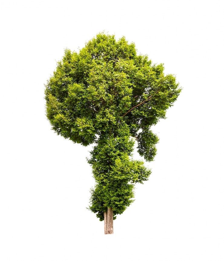 Foto gratuito albero con uno sfondo bianco