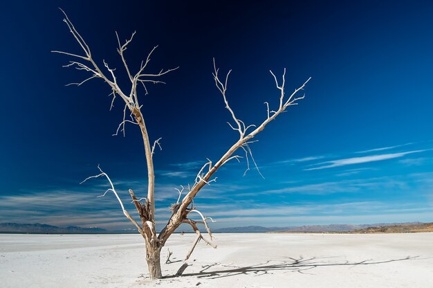 Albero congelato nudo isolato che cresce nella terra nevosa