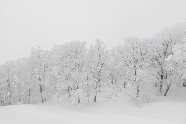 Albero coperto di neve sulla giornata di tempesta invernale in montagne forestali
