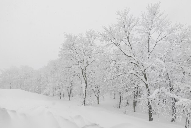 Albero coperto di neve sulla giornata di tempesta invernale in montagne forestali