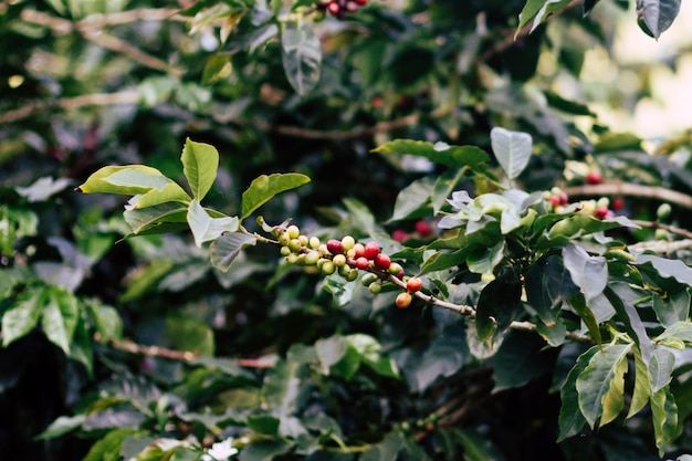 Albero del chicco di caffè Arabica