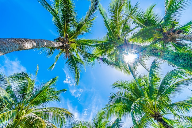 Albero del cocco su cielo blu