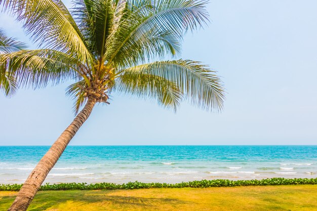 Albero del cocco sulla spiaggia e sul mare tropicali