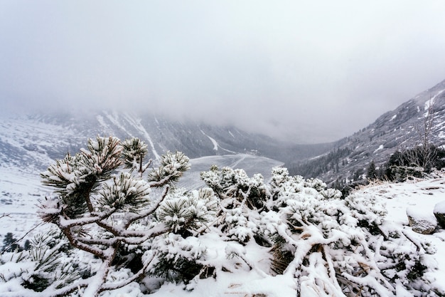 Albero di abete rosso su una collina di montagna ricoperta di neve