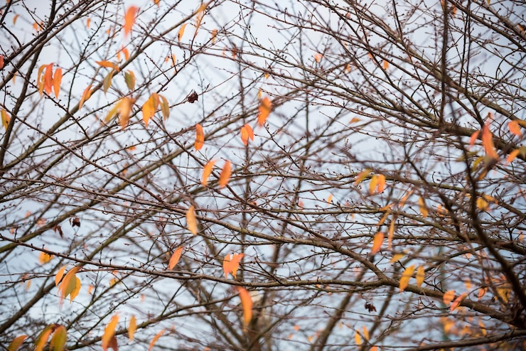 Foto gratuito albero di betulla morto contro il cielo