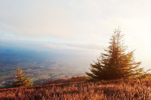 Albero di Capodanno con gelo all'alba maestosa nel paesaggio delle montagne