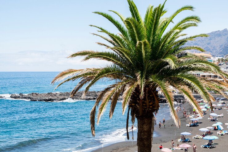 Foto gratuito albero di cocco solitario in riva al mare