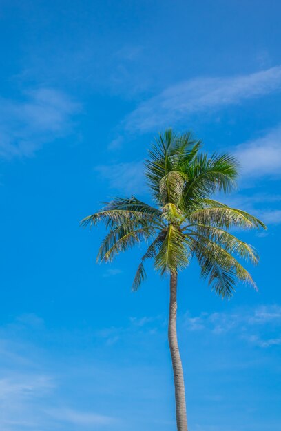 Albero di cocco sopra cielo blu.