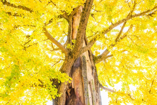 Albero di ginkgo in giappone