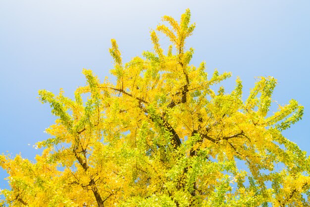 Albero di ginkgo in giappone