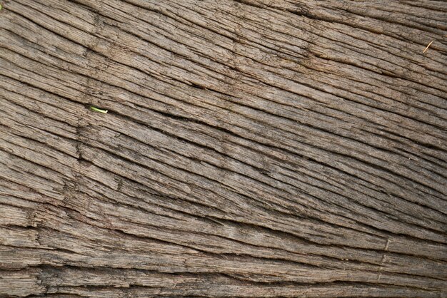 albero di legno del primo piano plank texture