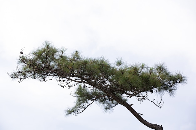 Albero di pino fresco naturale su priorità bassa bianca