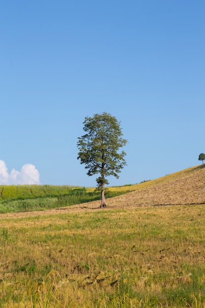 Albero e cielo blu