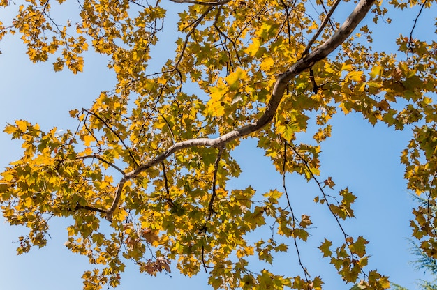 albero e cielo