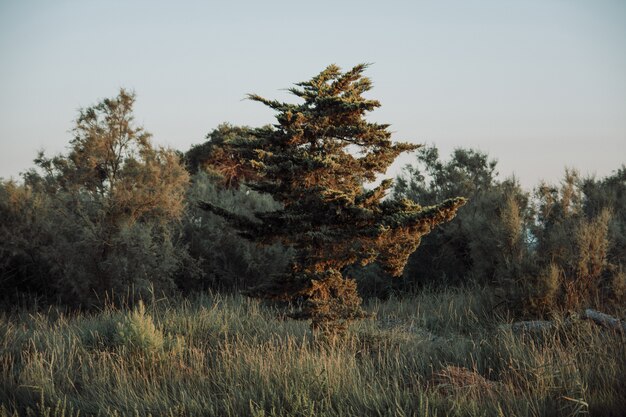 Albero esotico su un campo di erba circondato dagli alberi con il cielo nuvoloso in