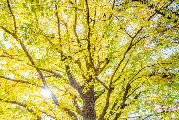 Albero giallo del ginkgo a Tokyo