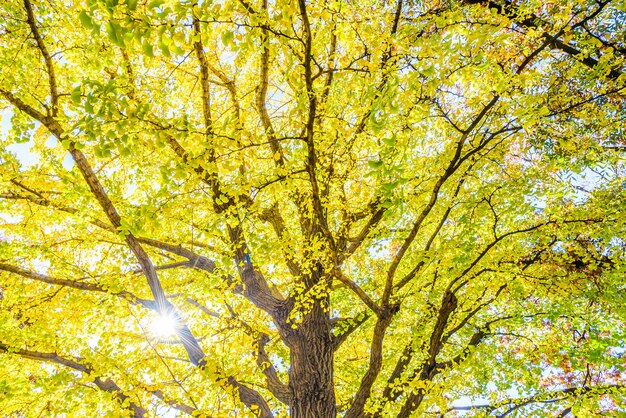 Albero giallo del ginkgo a Tokyo