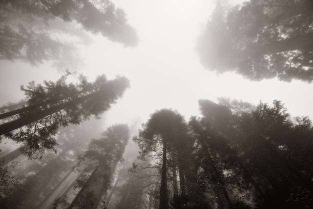 Albero gigante nella nebbia nel Parco Nazionale di Sequoia