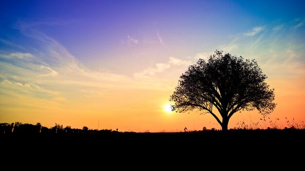 Albero in campo