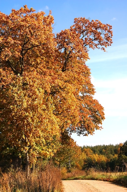 Albero in strada sterrata