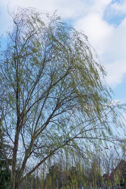 albero in un parco