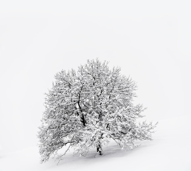 Albero innevato su terreno innevato