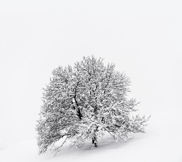 Albero innevato su terreno innevato