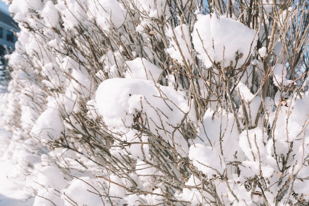 Albero innevato