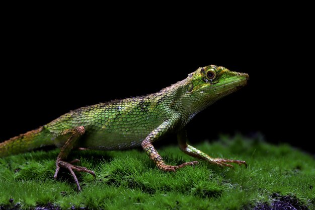 albero minore agamid pseudocalotes tympanistriga su muschio