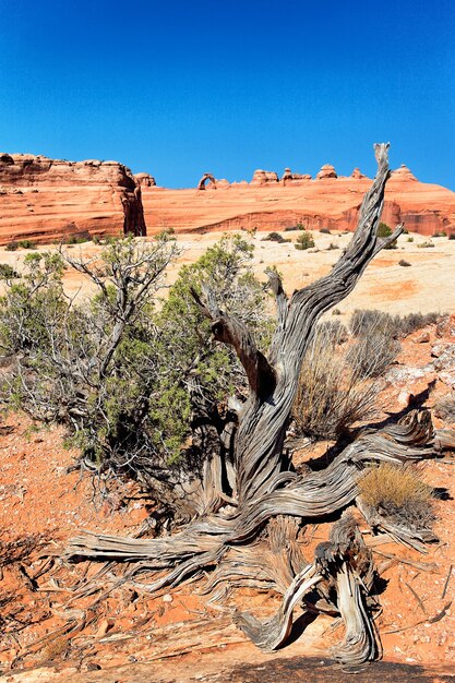 Albero morto e arco delicato, arizona.