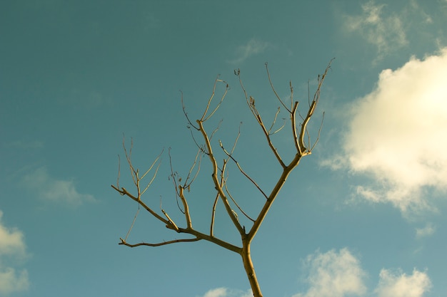 albero nel cielo