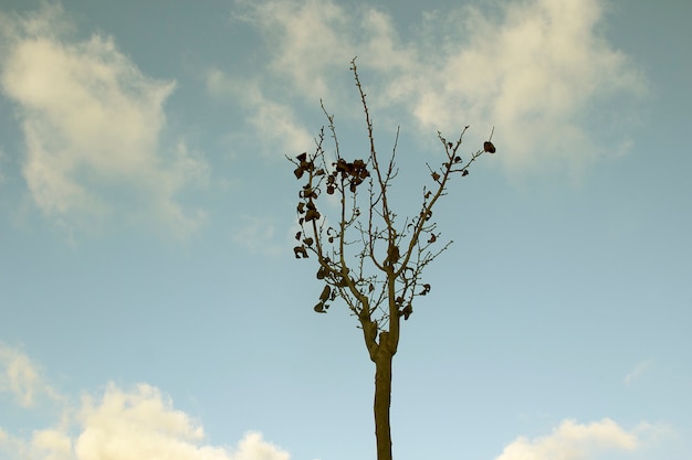 albero nel cielo