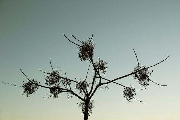 albero nel cielo