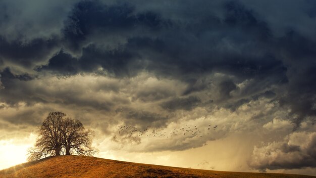 Albero nel deserto sotto le nuvole bianche durante il giorno