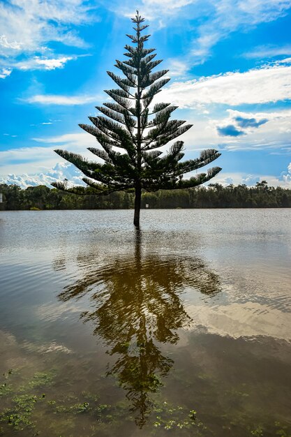 Albero nel mezzo di un lago