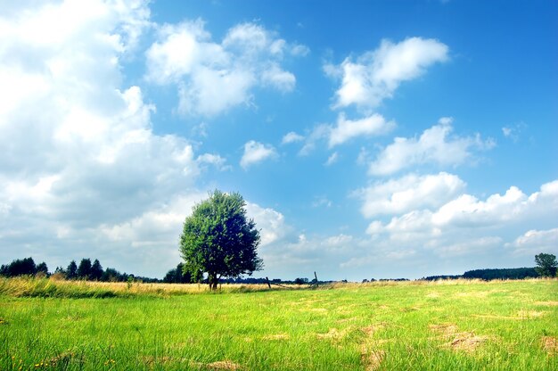 Albero nel prato in una giornata di sole