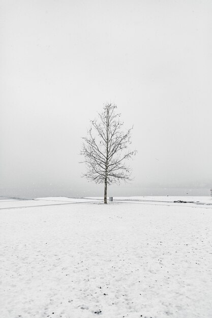 Albero nudo in una zona nevosa sotto il cielo limpido