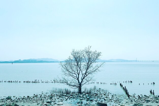 Albero nudo solitario in inverno con le montagne sul