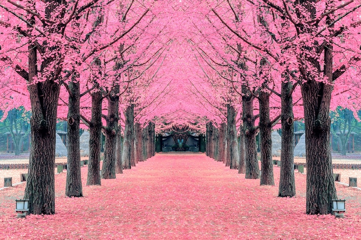 Foto gratuito albero rosa, nami island in corea