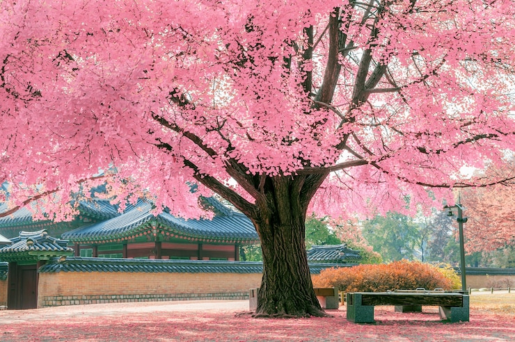 Foto gratuito albero rosa.